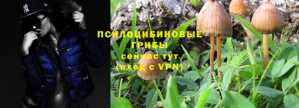 шишки Дмитриев
