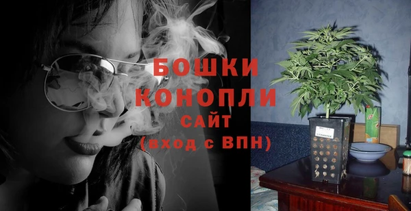 индика Ельня